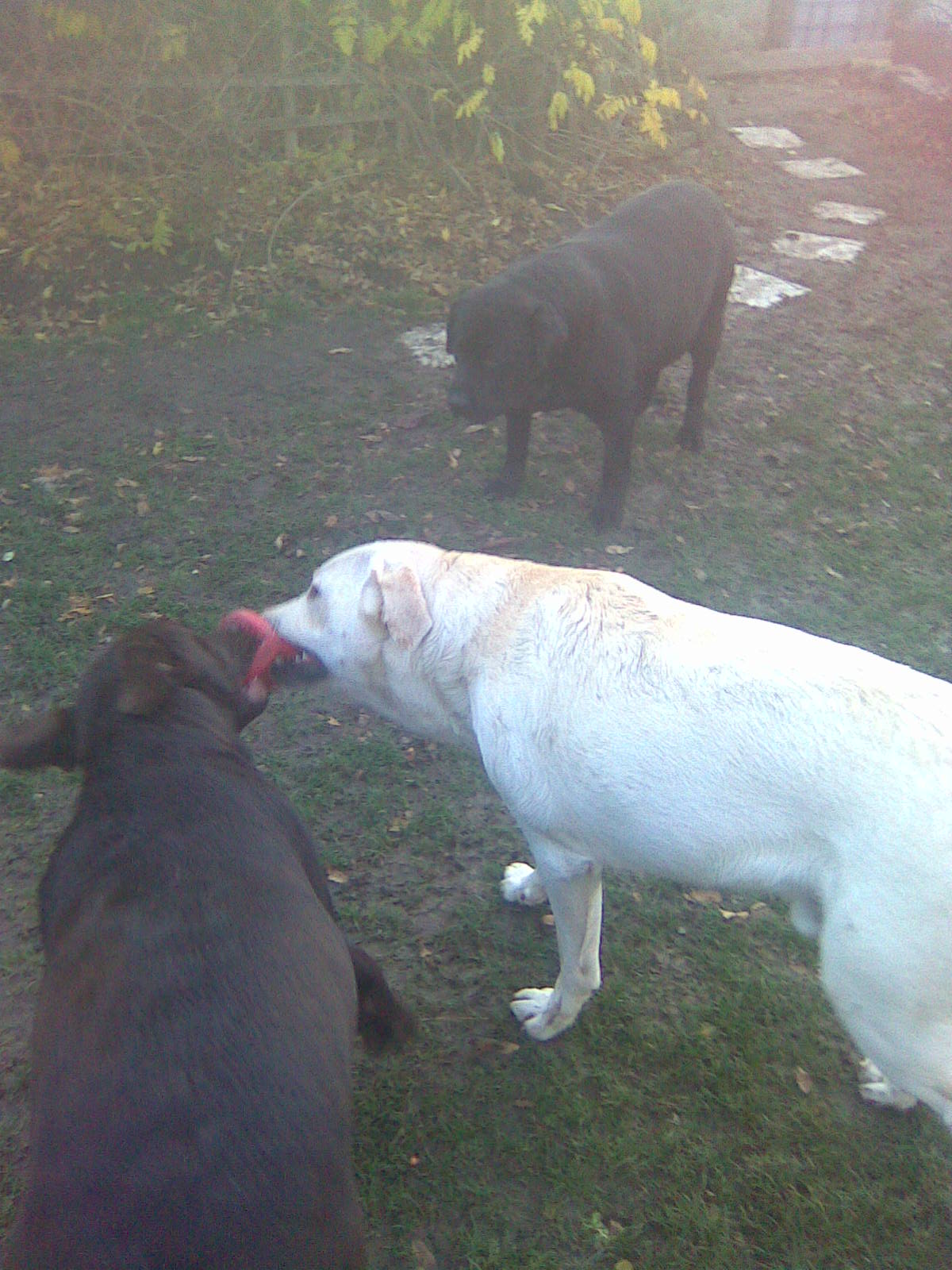 25.11.2009 007.jpg
